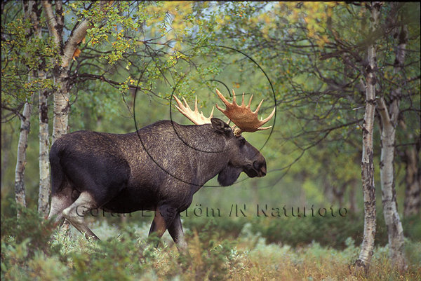 �lg  (Alces alces)