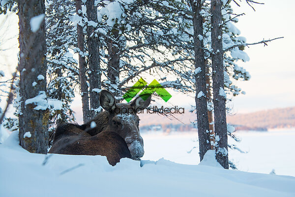 Älg, Kiruna :Moose, Kiruna