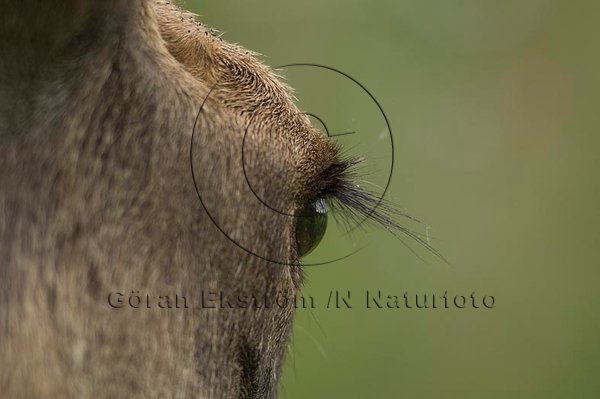 �lg  (Alces alces)