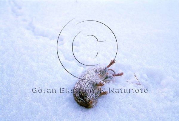 Skogssork  (Clethrionomys glareolus)
