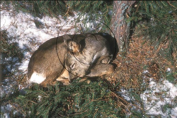 R�djur  (Capreolus capreolus)