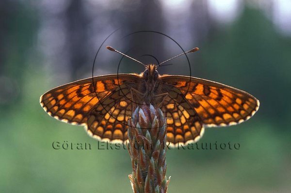 N�tfj�ril     (Melitaea athalia)