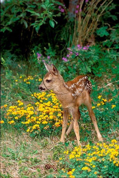 R�djur  (Capreolus capreolus)