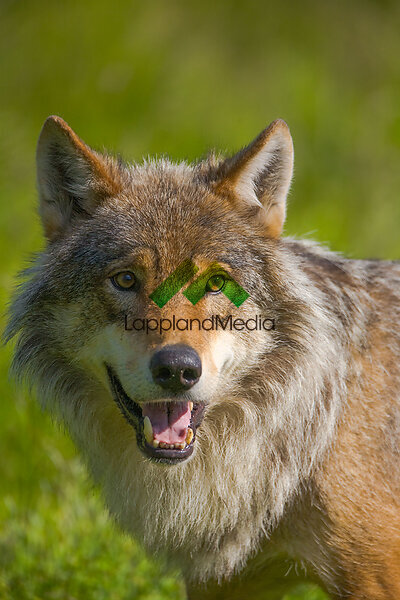 Varg :Wolf