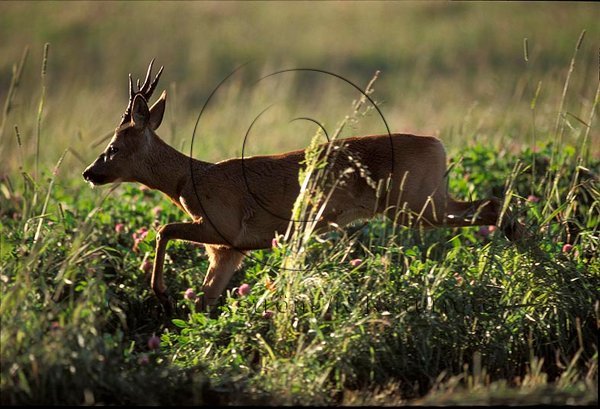 R�djur  (Capreolus capreolus)