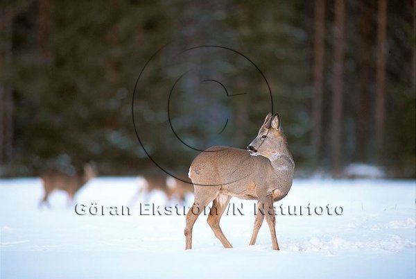 R�djur  (Capreolus capreolus)