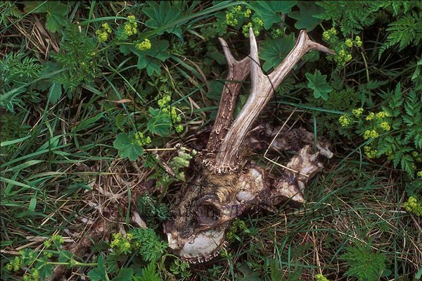 R�djur  (Capreolus capreolus)