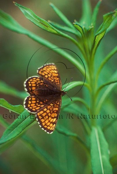 N�tfj�ril     (Melitaea athalia)