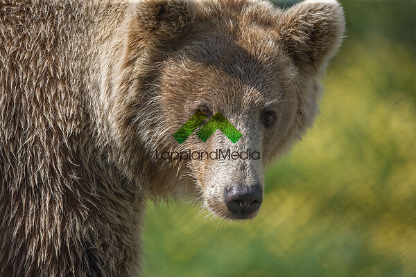 Brunbjörn :Brown bear