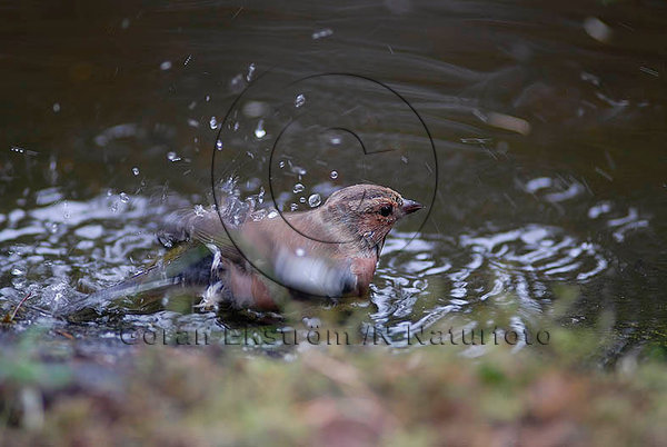 Bofink  (Fringilla coelebs)