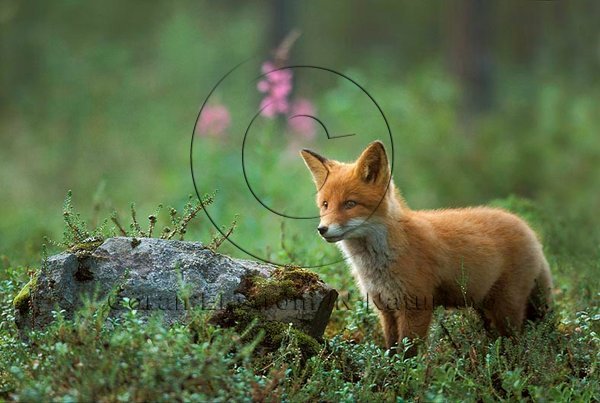R�v  (Vulpes vulpes)