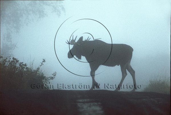�lg  (Alces alces)