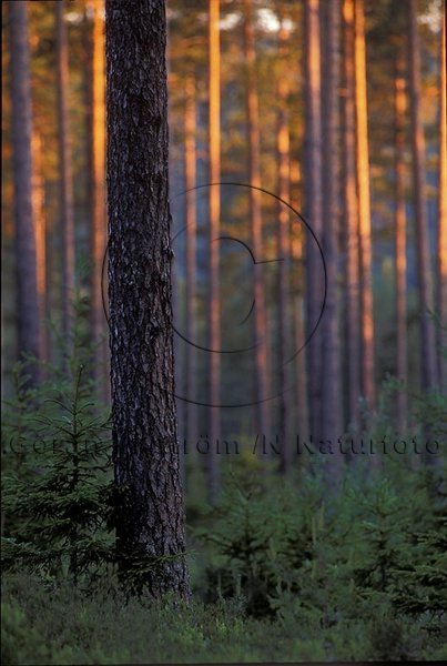 Skog