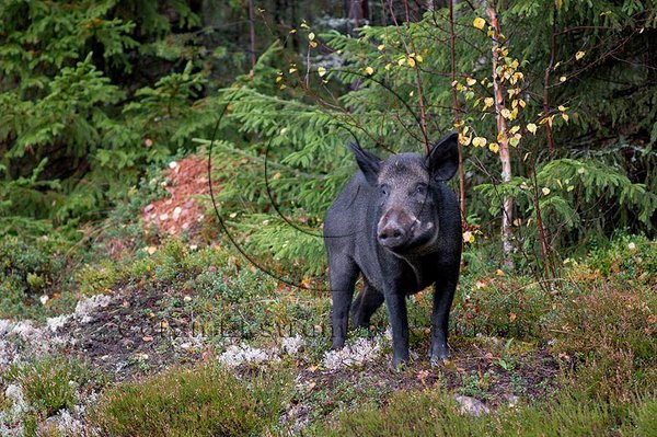 Vildsvin  (Sus scrofa)