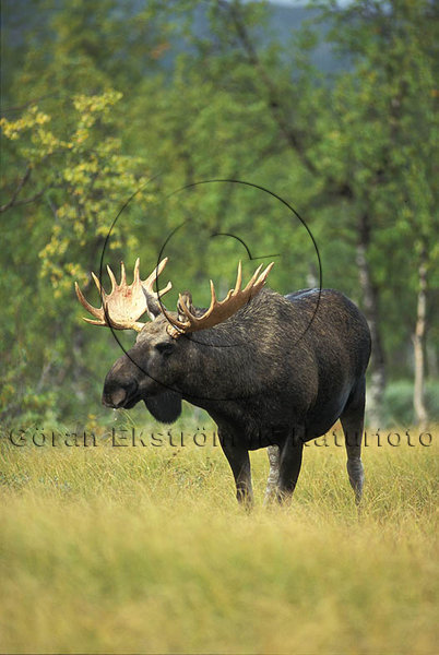�lg  (Alces alces)