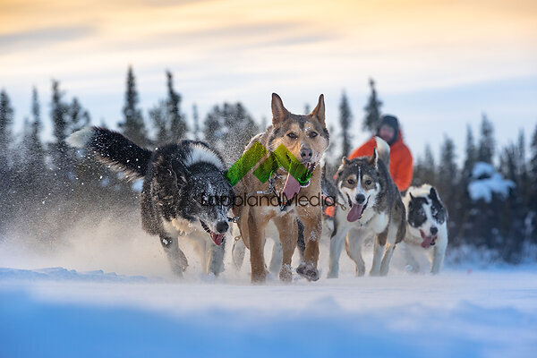 Hundspann, Kiruna :Dog sledding, Kiruna, Swedish Lapland