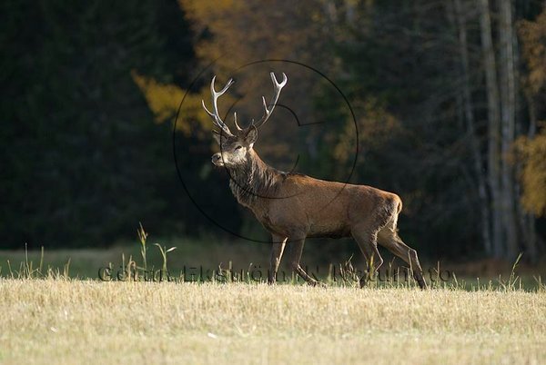 Kronhjort    (Cervus elaphus)