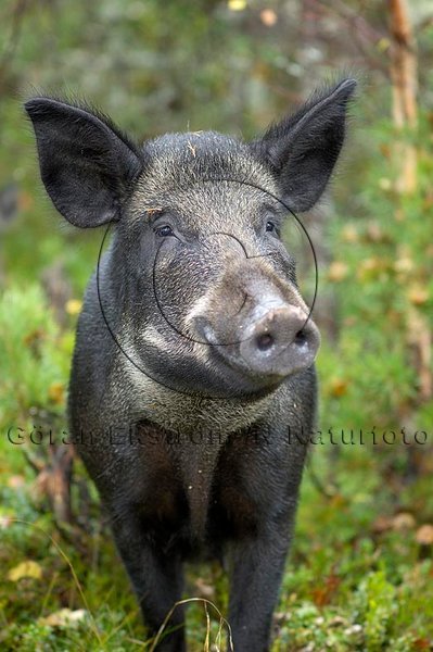 Vildsvin  (Sus scrofa)