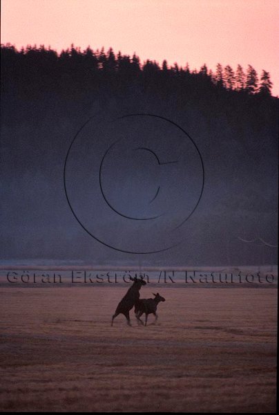 �lg  (Alces alces)