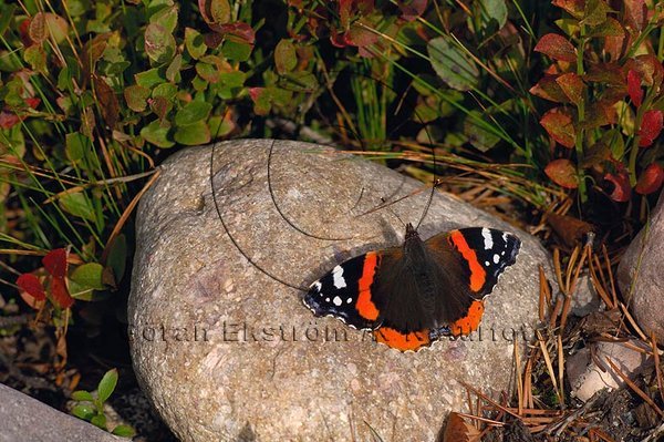 Amiral   (Vanessa atalanta)