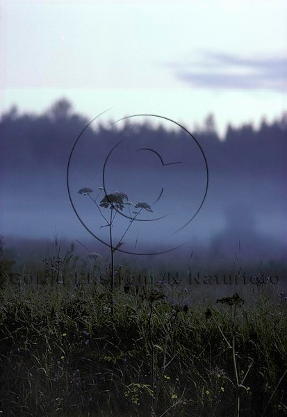 Sommarnatt