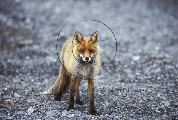 R�v  (Vulpes vulpes)