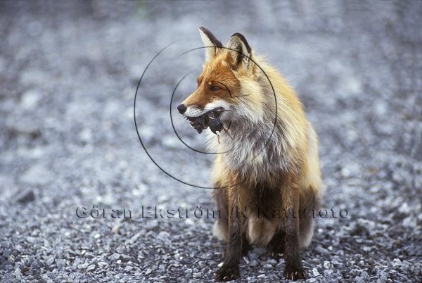 R�v  (Vulpes vulpes)