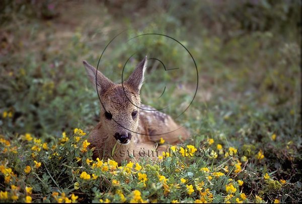 R�djur  (Capreolus capreolus)