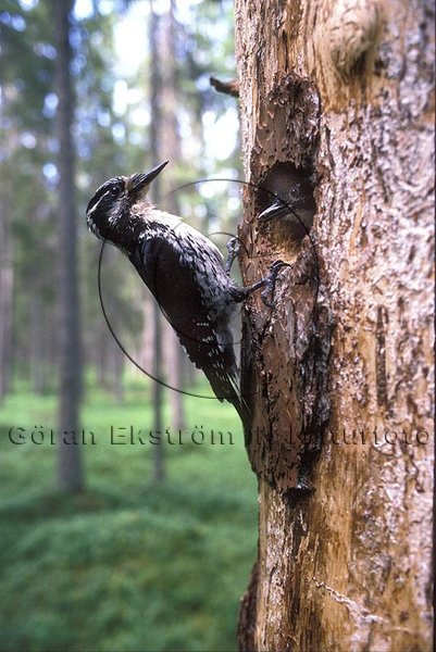 Tret�ig hackspett   (Picoides tridactylus)