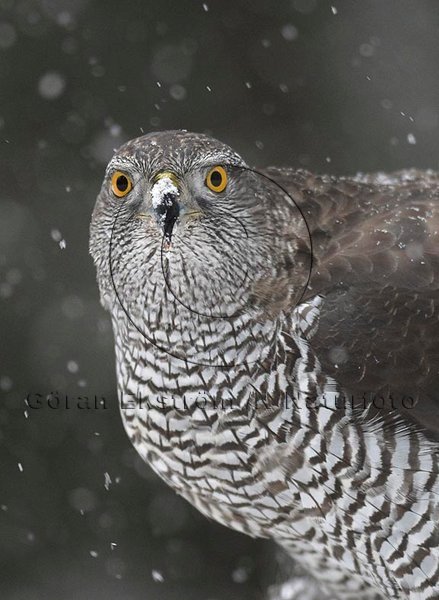 Duvh�k  (Accipiter gentilis)