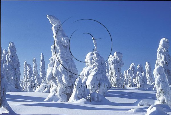 Vinterlandskap