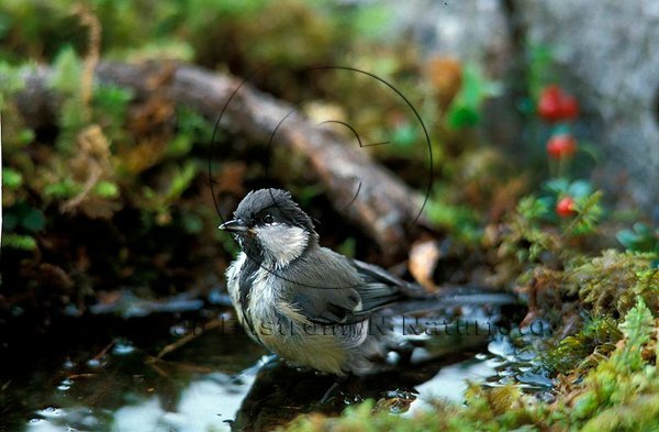 Talgoxe   (Parus major)