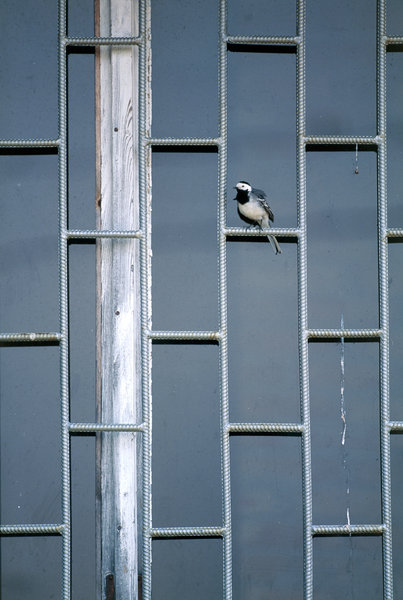 S�des�rla (Motacilla alba alba) p� galler.