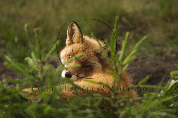 R�v  (Vulpes vulpes)