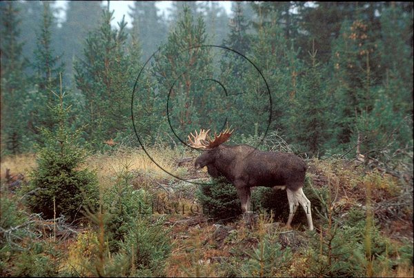 �lg  (Alces alces)