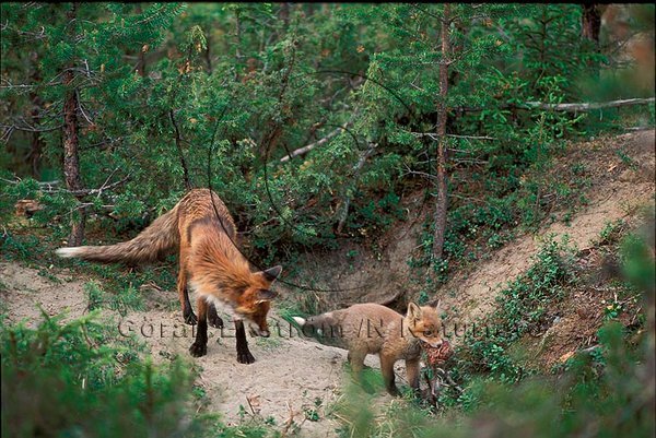 R�v  (Vulpes vulpes)