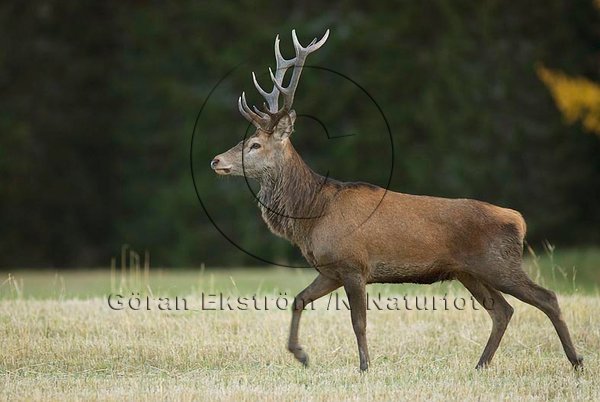 Kronhjort    (Cervus elaphus)