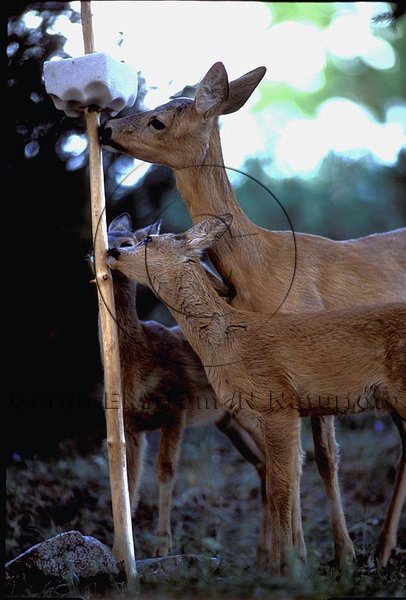 R�djur  (Capreolus capreolus)