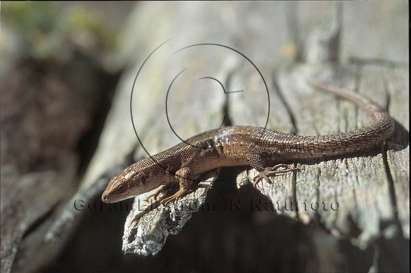 Skogs�dla   (Lacerta vivipara)