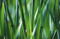 DE990718_12161268.jp