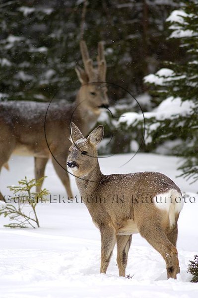 R�djur  (Capreolus capreolus)
