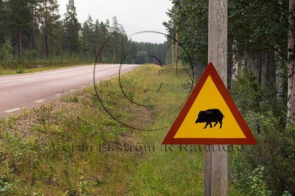 Varningsskylt f�r vildsvin