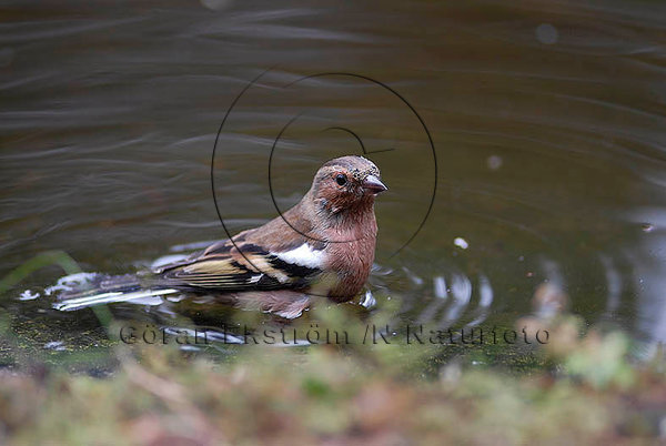 Bofink  (Fringilla coelebs)