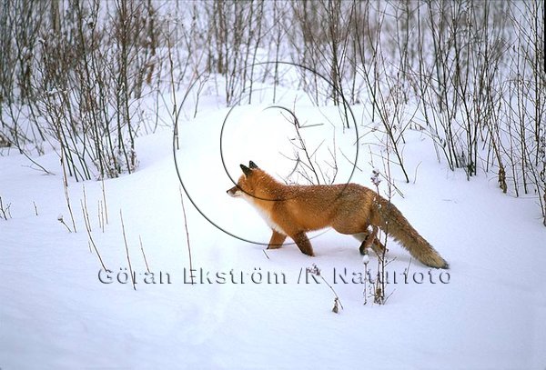 R�v  (Vulpes vulpes)