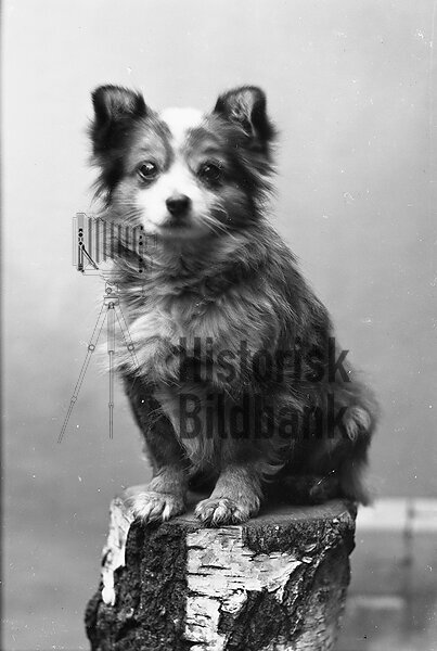 HUND