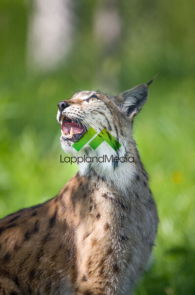 Lodjur :Lynx