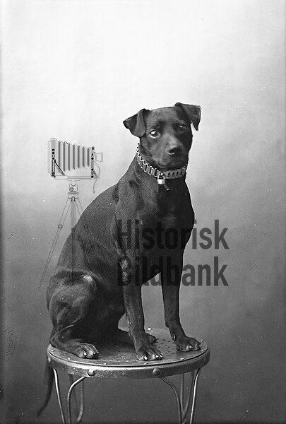 BORGSTR�MS,  HUND