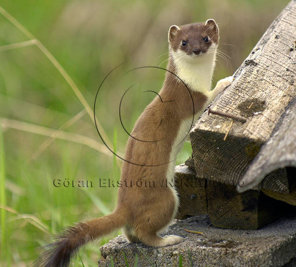 Hermelin  (Mustela erminea)