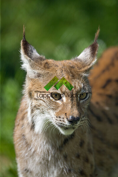 Lodjur :Lynx