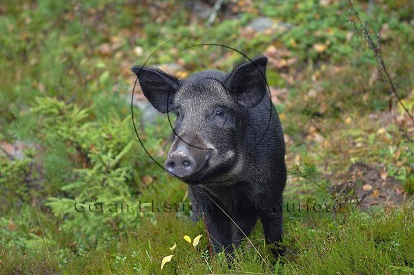 Vildsvin  (Sus scrofa)